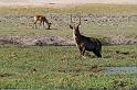 043 Chobe NP, waterbok